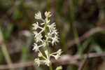 Coastal false asphodel